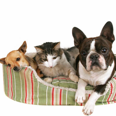group of pets in pet bed