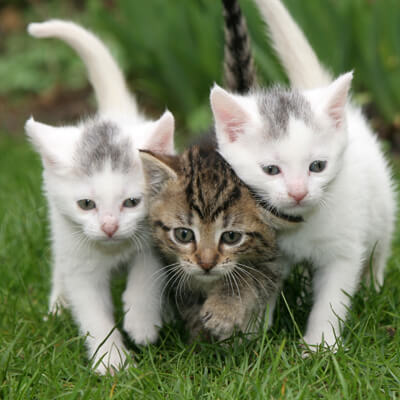 Three Kittens Three Kittens