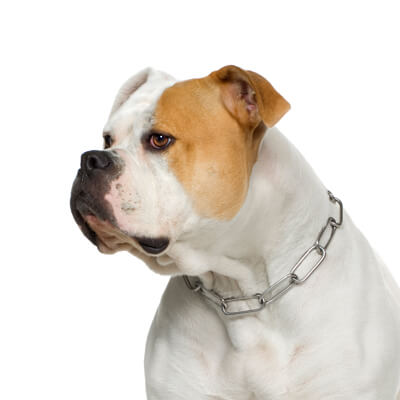 brown and white dog brown and white dog