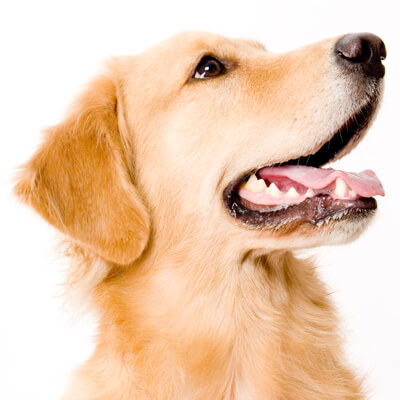 Yellow Dog Yellow Dog