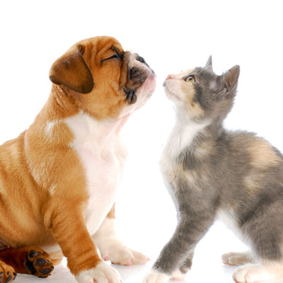 cat and dog facing each other