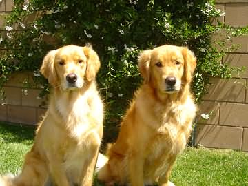 Golden Retrievers Maverick & Montana