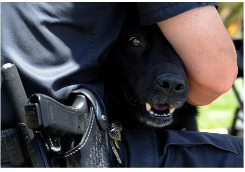 Dog with Officer