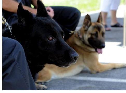 Police Dogs