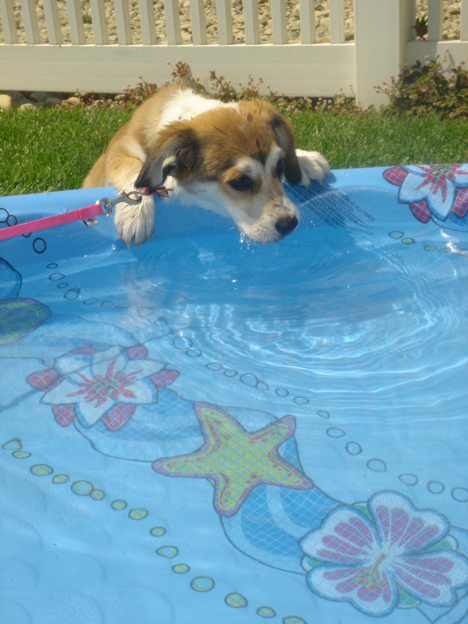 Dog Swim