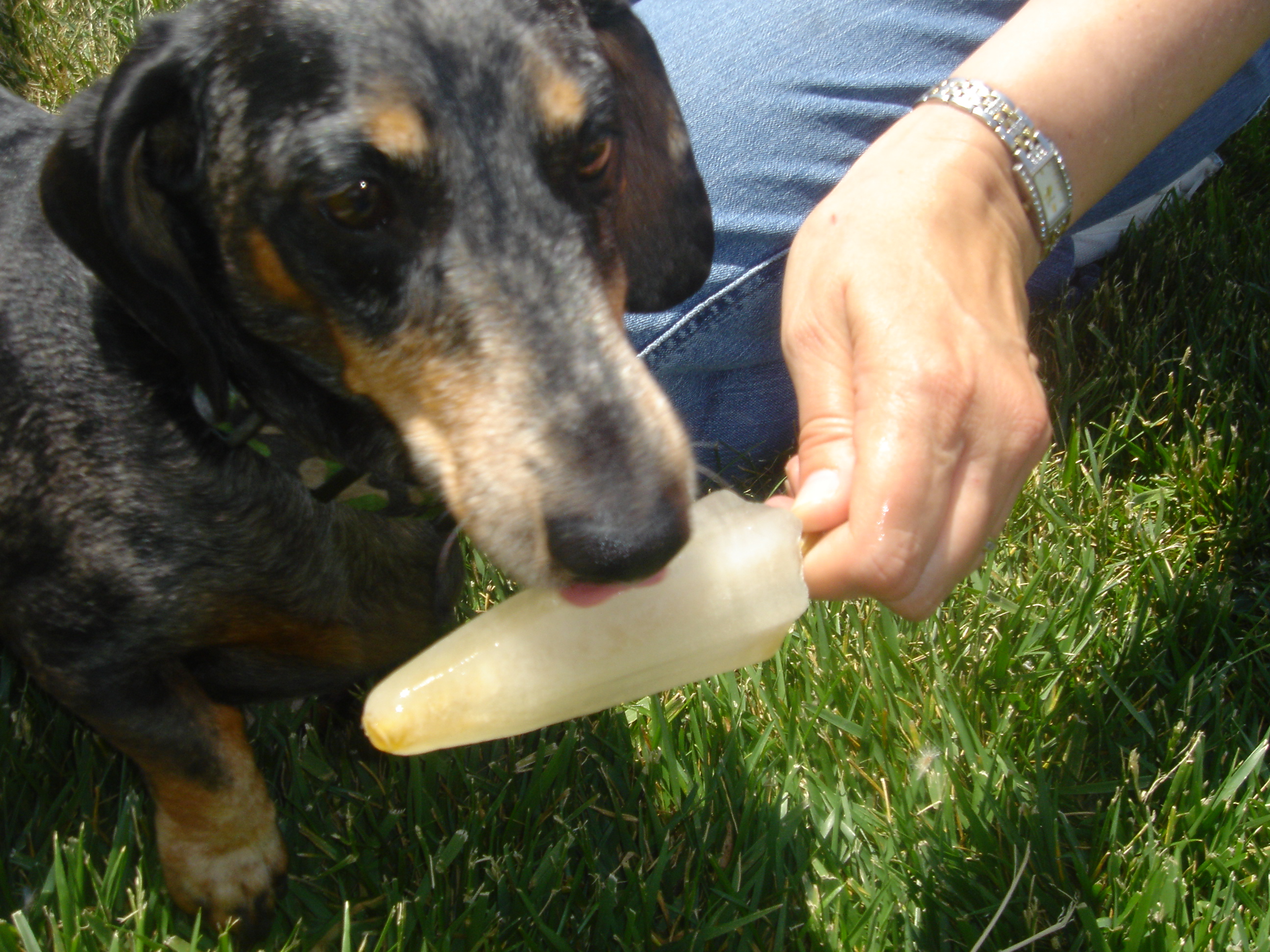 Pupsicle