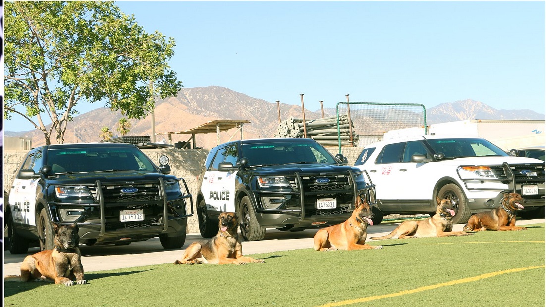 Police Dogs in Training