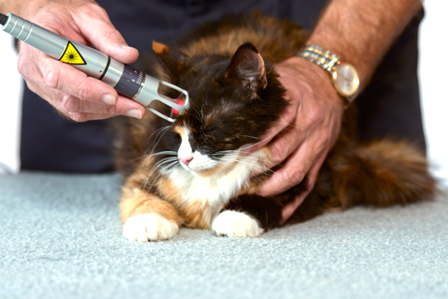 Cat Getting laser therapy