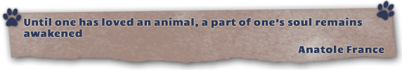 quote banner