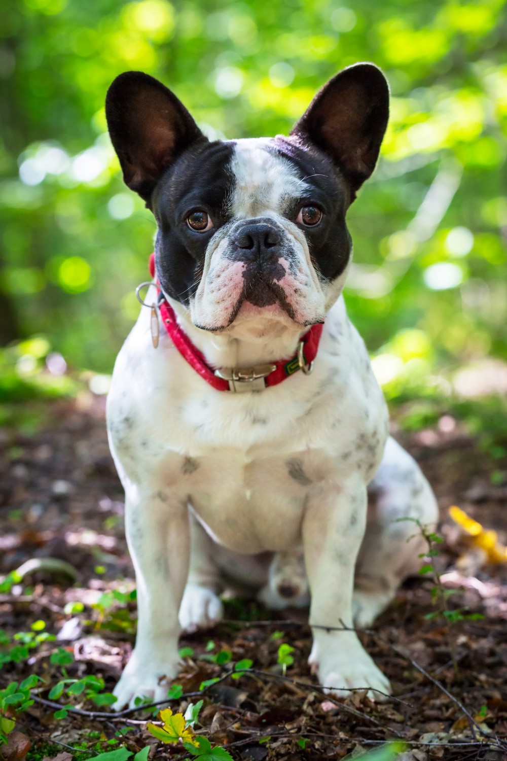 French bulldog