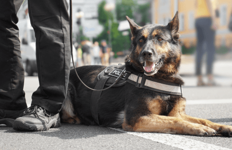 Police Dogs